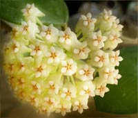 Hoya arnottiana