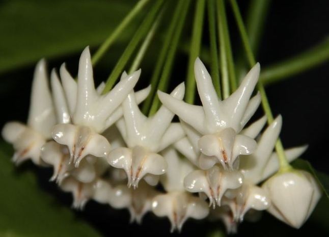 Hoya lockii