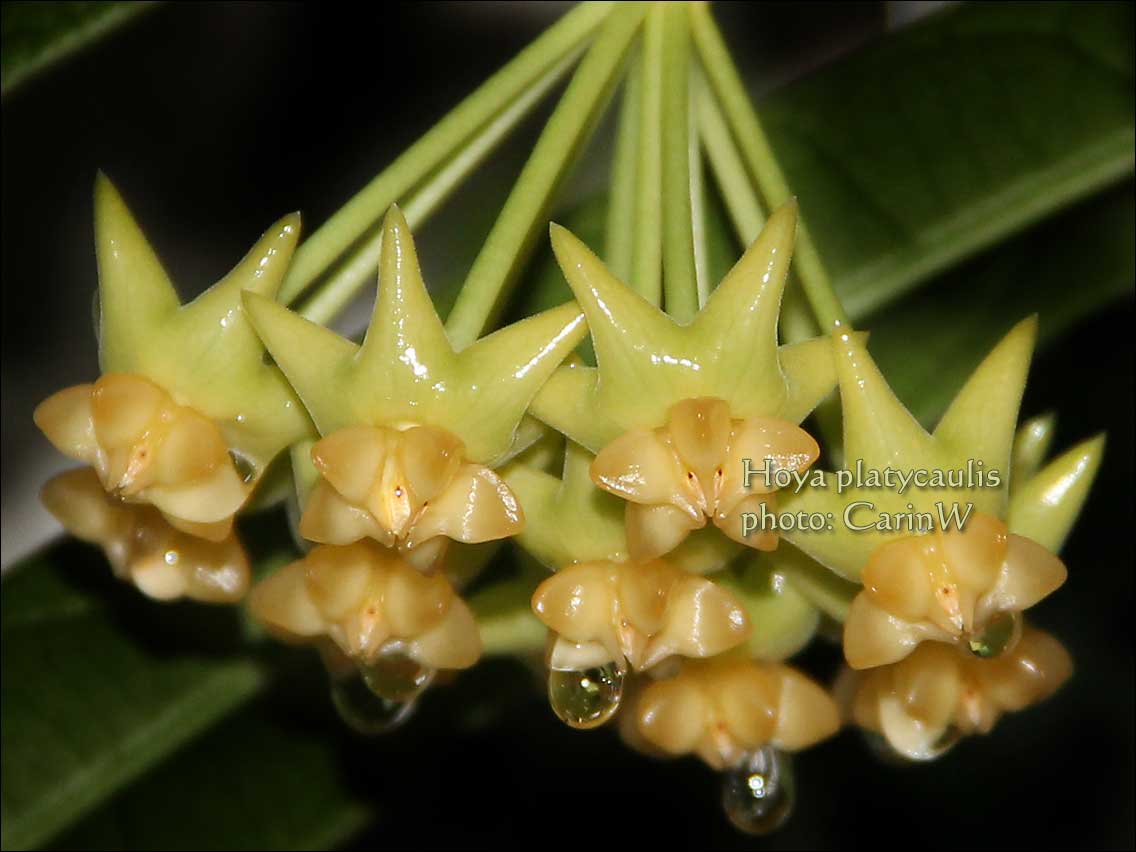 Hoya platycaulis