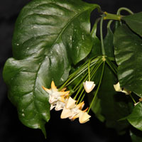 Hoya multiflora SV406